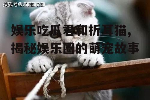 娱乐吃瓜君和折耳猫,揭秘娱乐圈的萌宠故事