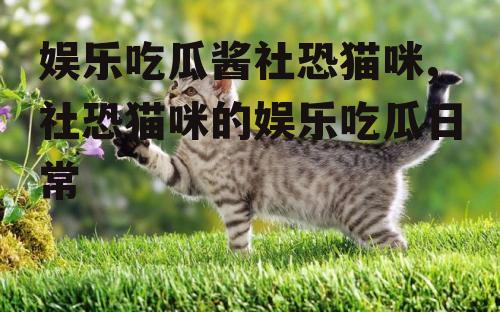 娱乐吃瓜酱社恐猫咪,社恐猫咪的娱乐吃瓜日常