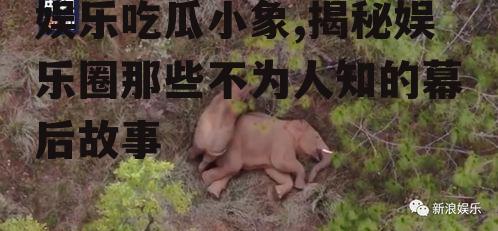 娱乐吃瓜小象,揭秘娱乐圈那些不为人知的幕后故事