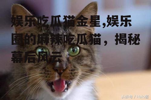 娱乐吃瓜猫金星,娱乐圈的麻辣吃瓜猫，揭秘幕后风云