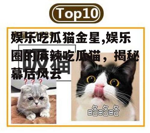 娱乐吃瓜猫金星,娱乐圈的麻辣吃瓜猫，揭秘幕后风云