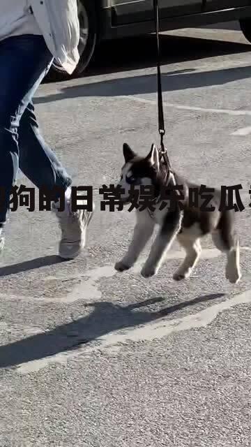 傻狗的日常娱乐吃瓜君