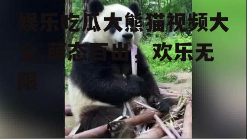 娱乐吃瓜大熊猫视频大全,萌态百出，欢乐无限