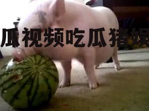 西瓜视频吃瓜猪娱乐
