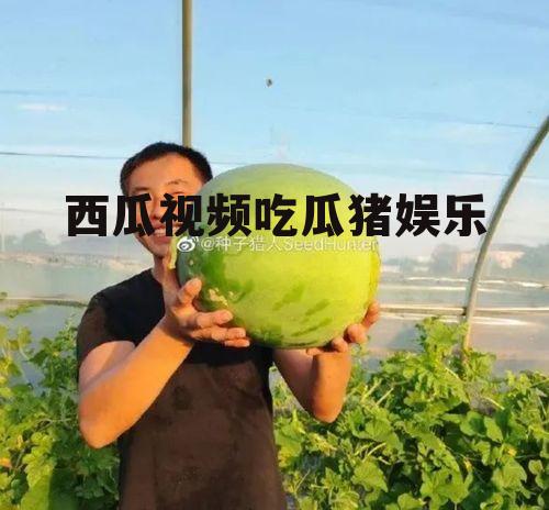 西瓜视频吃瓜猪娱乐