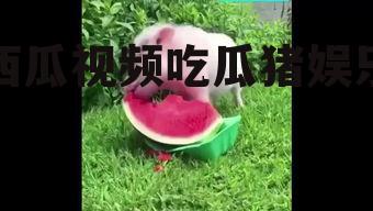 西瓜视频吃瓜猪娱乐