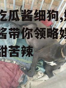 娱乐吃瓜酱细狗,娱乐吃瓜酱带你领略娱乐圈的酸甜苦辣